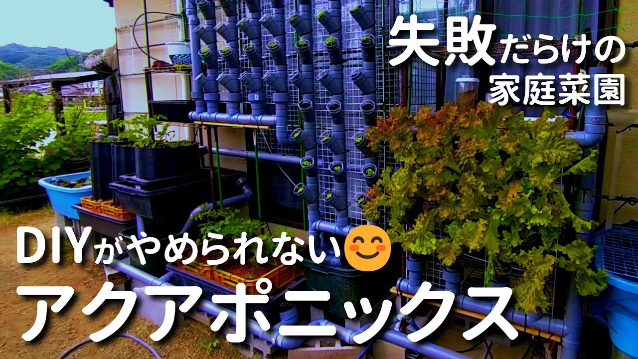 アクアポニックスを自作すると有意義な失敗を体験できます。不屈の挑戦でアクアポニックスの独自性を強化します【有機水耕栽培／田舎暮らし／vlog】