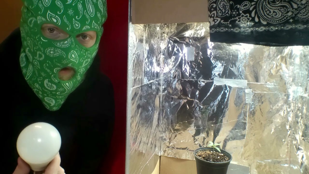 Extreme Budget Grow! Small seedling update. (HOW TO GROW WEED EASILY)