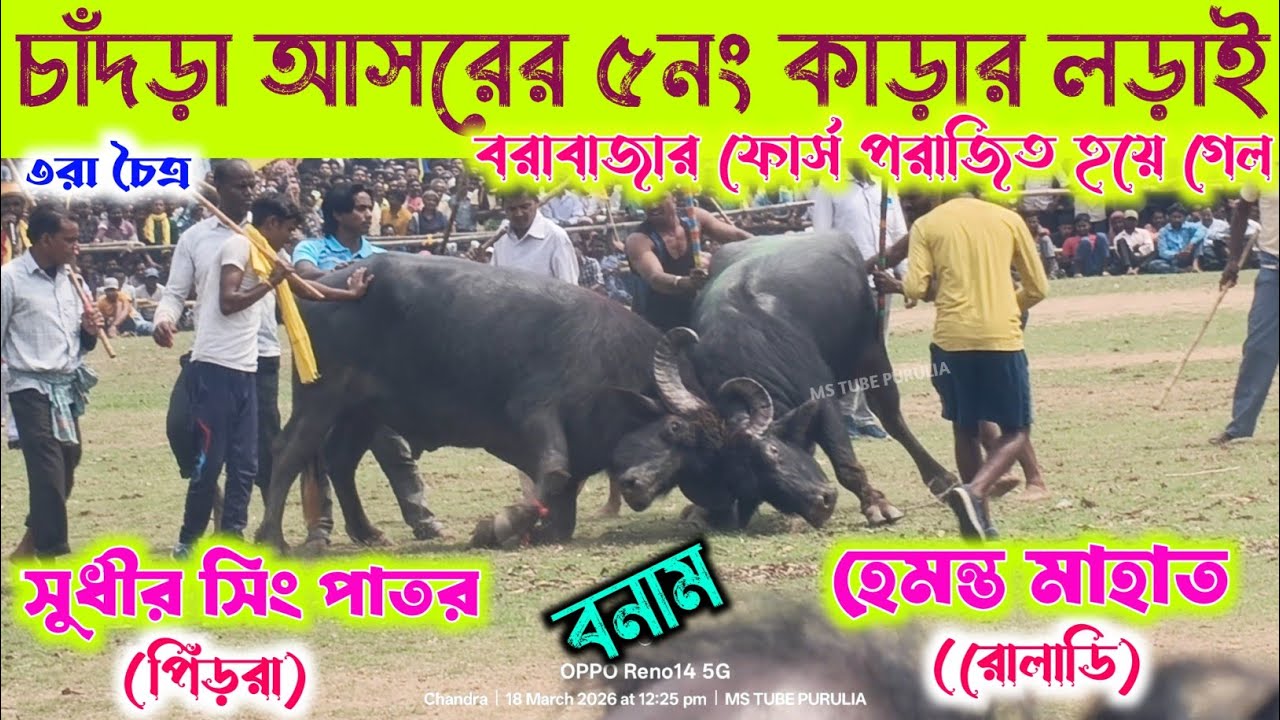 হেমন্ত মাহাত(রোলাডি) বনাম সুধীর সিং পাতর(পিঁড়রা) কাড়া লড়াই 💢 চাঁদড়া আসরের ৫নং কাড়ার লড়াই 