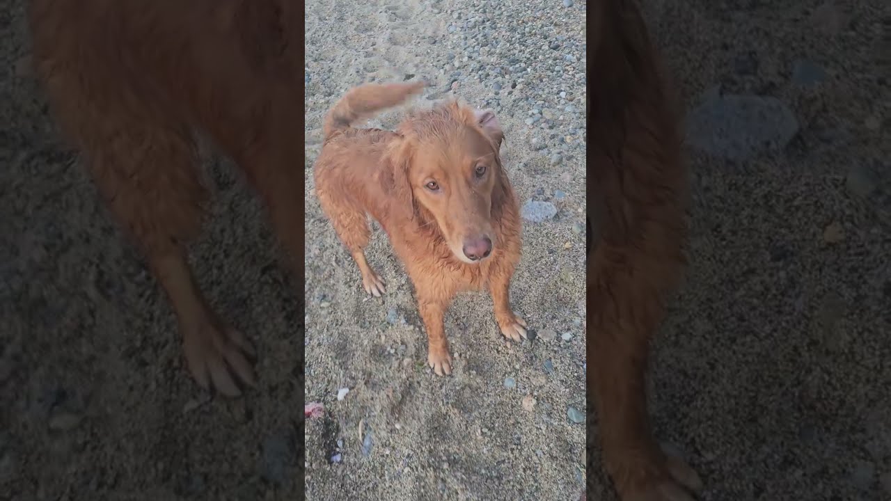 Walking with Wildlife 