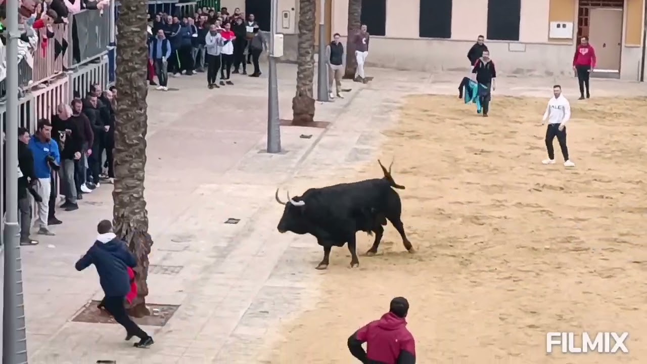 ALMASSERA ( V ) 20-1-2024 TOROS CERRILES DE SALTILLO - JOSÉ CEBADA GAGO Y EL PARRALEJO