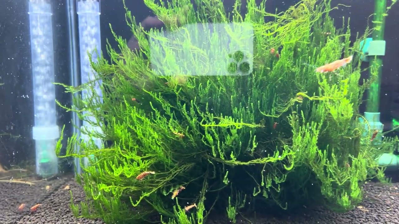 How to grow large Flame Moss in your aquarium