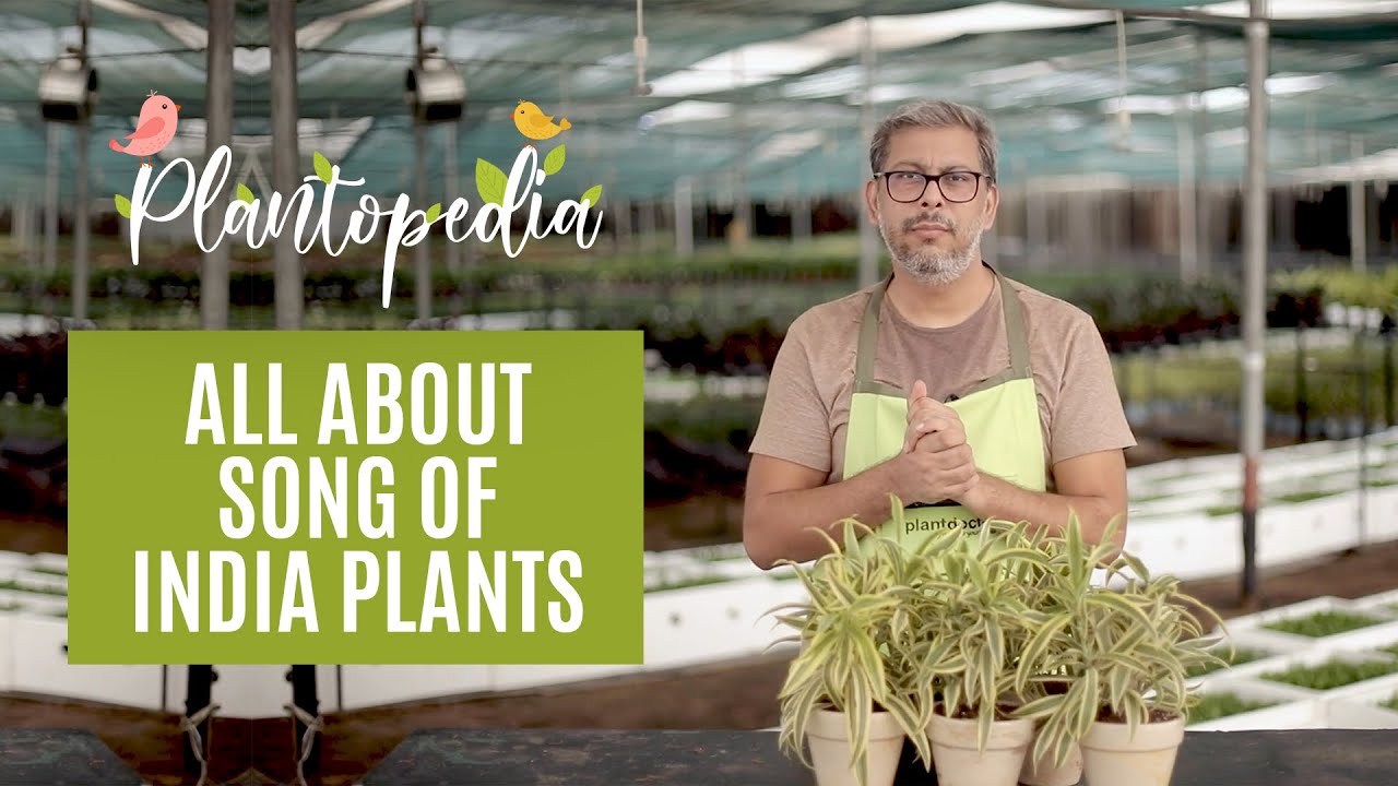 Learn Everything About 'Song Of India' Plants || From Its Variety, Benefits to Care || Plantopedia