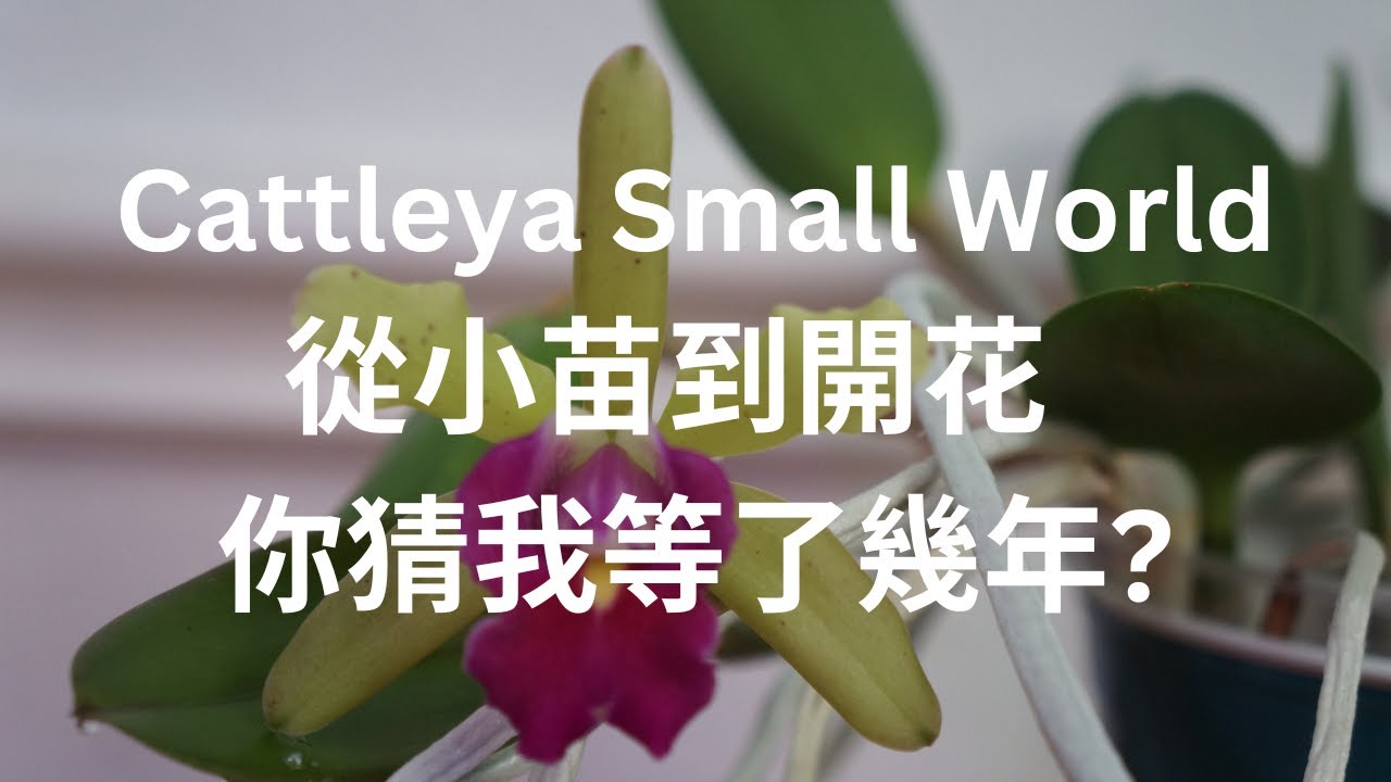 [CC/字幕] Cattleya Small World is FINALLY in Bloom | Orchid Care Tips