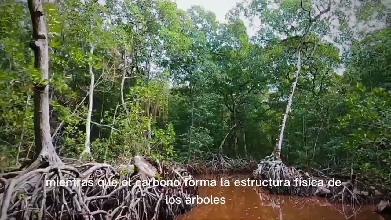 Manglares de Paraíso 