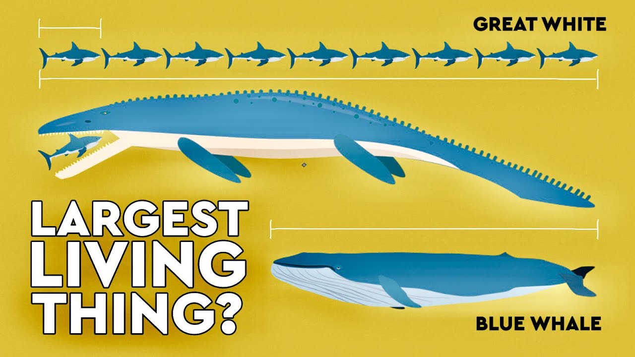 What Is The Biggest Living Thing Ever?