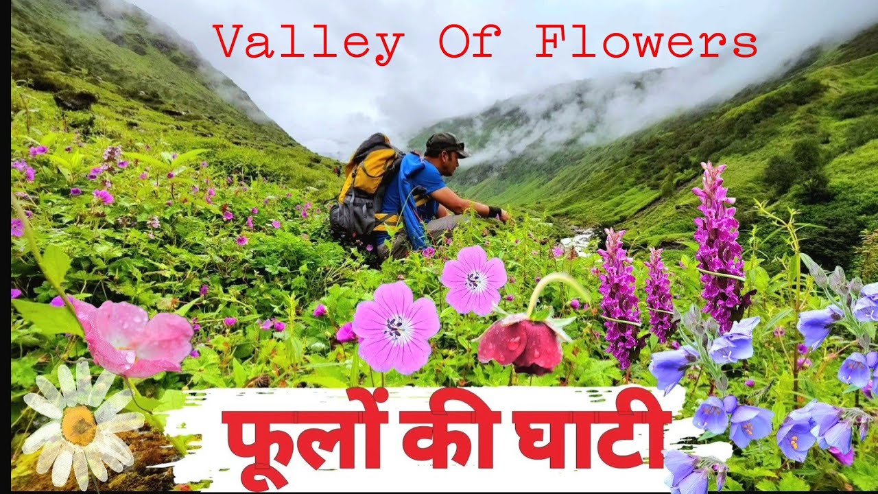 Valley Of Flowers Trek Uttrakhand, Valley Of Flower National Park, फूलों की घाटी , 4K UHD