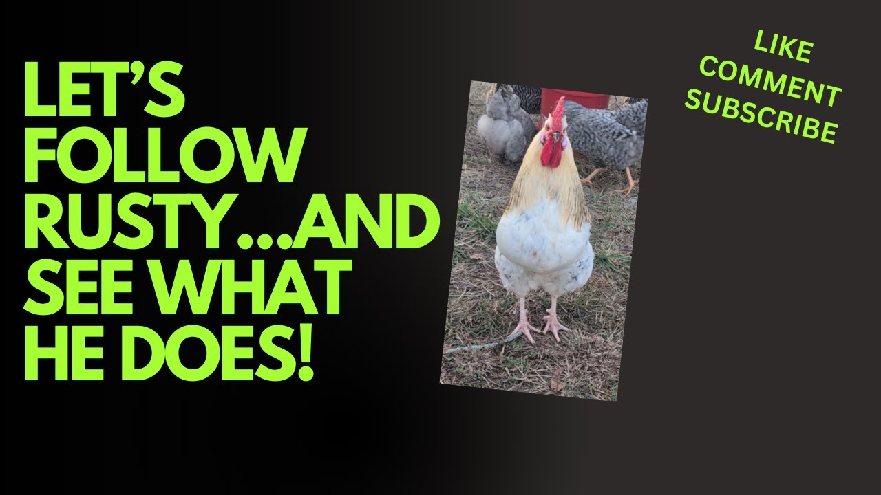 Following our Rooster Rusty.....Watch Until the END! 🤓