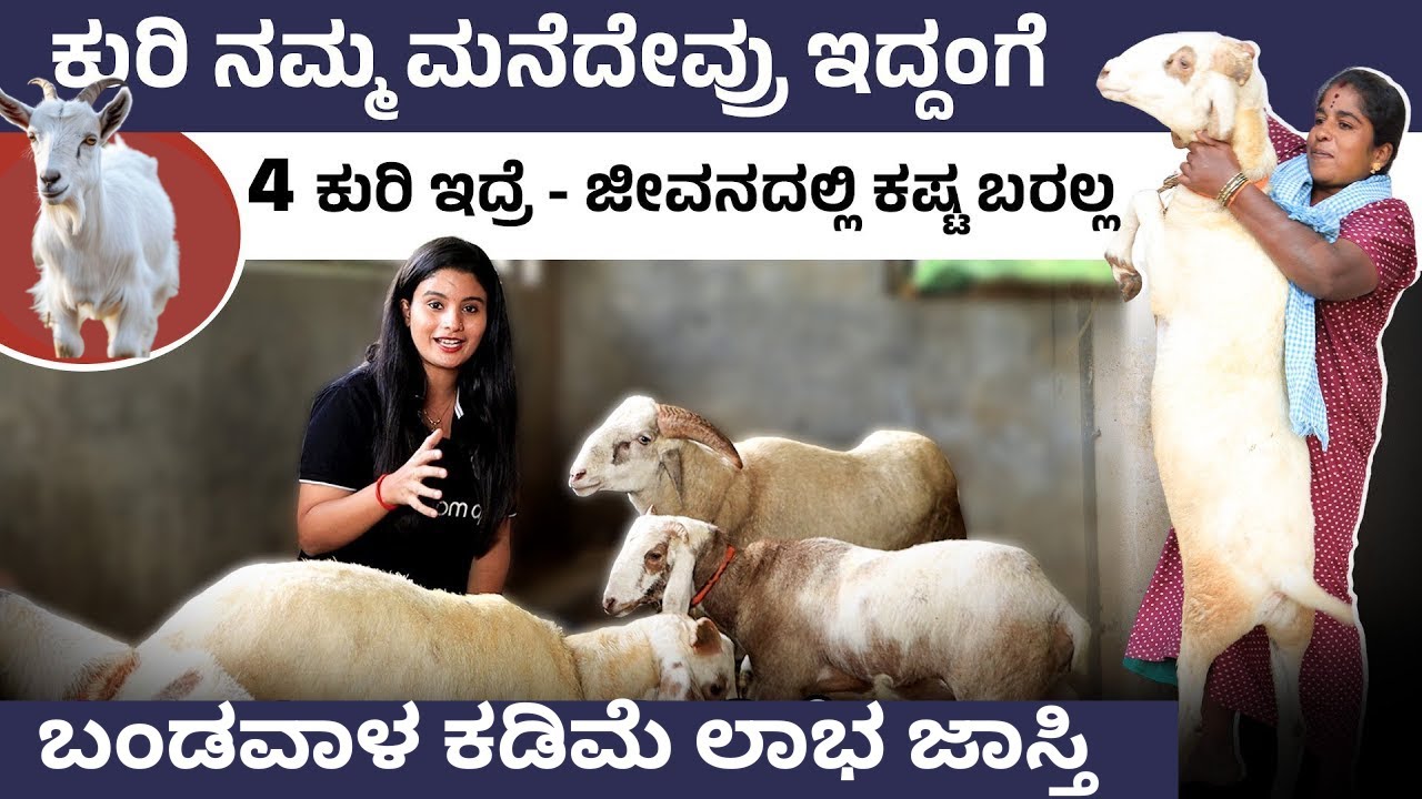 ನಷ್ಟದ ಮಾತೇ ಇಲ್ಲಈ ತಳಿಯ ಕುರಿ ಸಾಕಿದ್ರೆ | 1 ಕುರಿಗೆ ದರ ಎಷ್ಟು? | ಅತಿಹೆಚ್ಚು ಡಿಮ್ಯಾಂಡ್ ಇರುವ ಕುರಿ ತಳಿ |