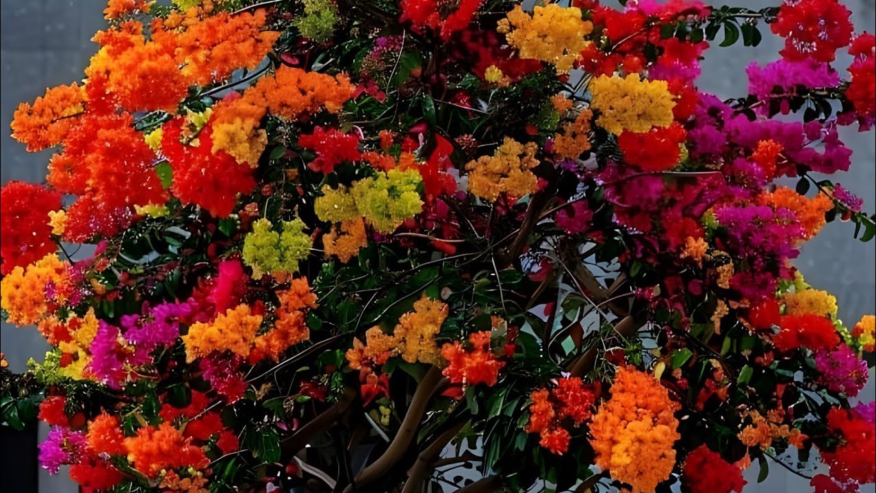 Bougainvillea care tips || Learn flowering 🌼 secrets no one tells || Soil Watering 💦 fertilizer 