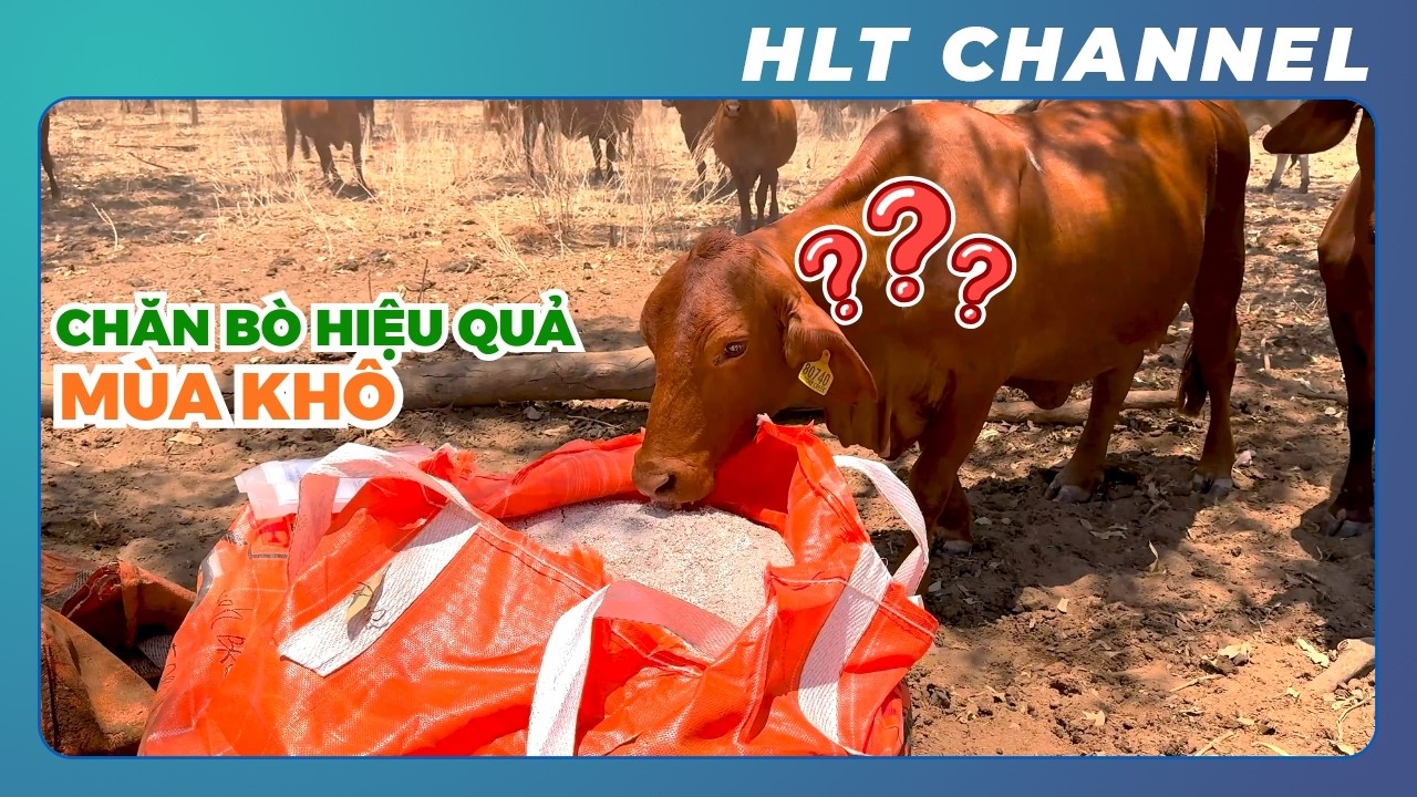 Nuôi Bò Mùa Khô Kiểu Úc: Kiểm Soát Thức Ăn, Nước Uống Và Sức Khỏe Đàn