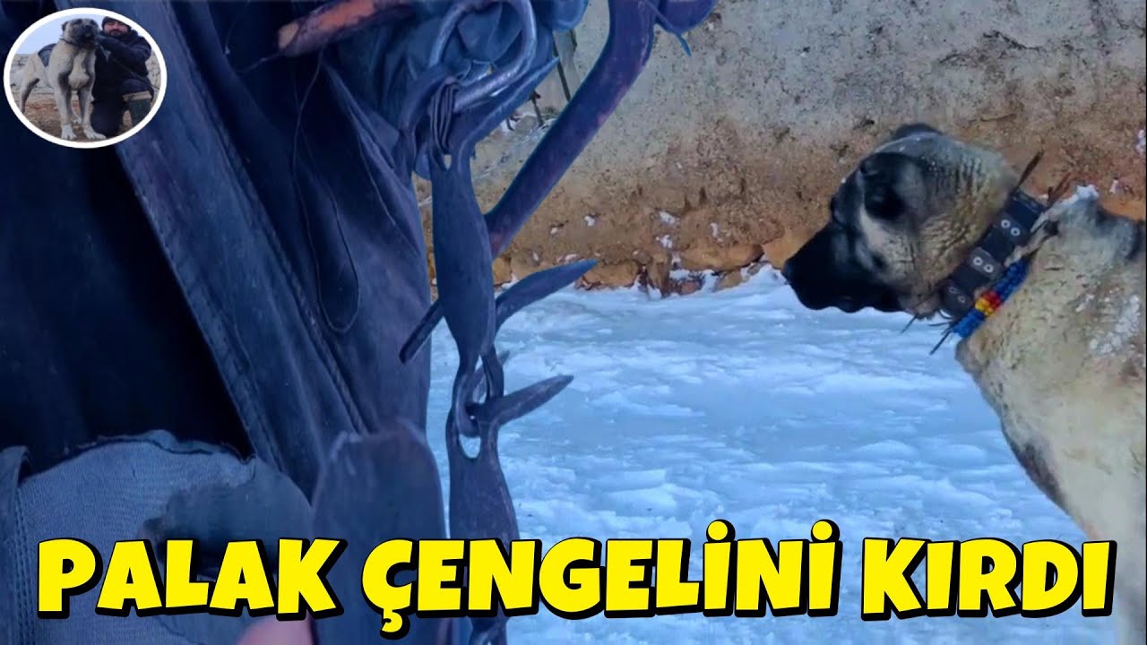 PALAK ÇENGELİNİ KIRDI, BOZKIRDA YAŞAM