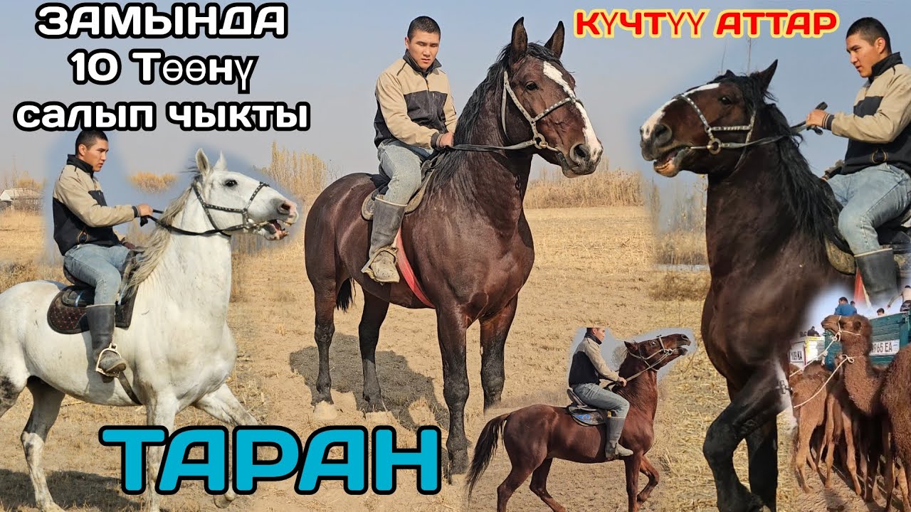 ЗАМЫНДА ОН ТӨӨГӨ ТАШТАДЫ ТАРАН🇺🇿КЫРГЫЗСТАНДЫН КҮЧТҮҮ АТТАРЫ ЧЫКТЫ 🇰🇬