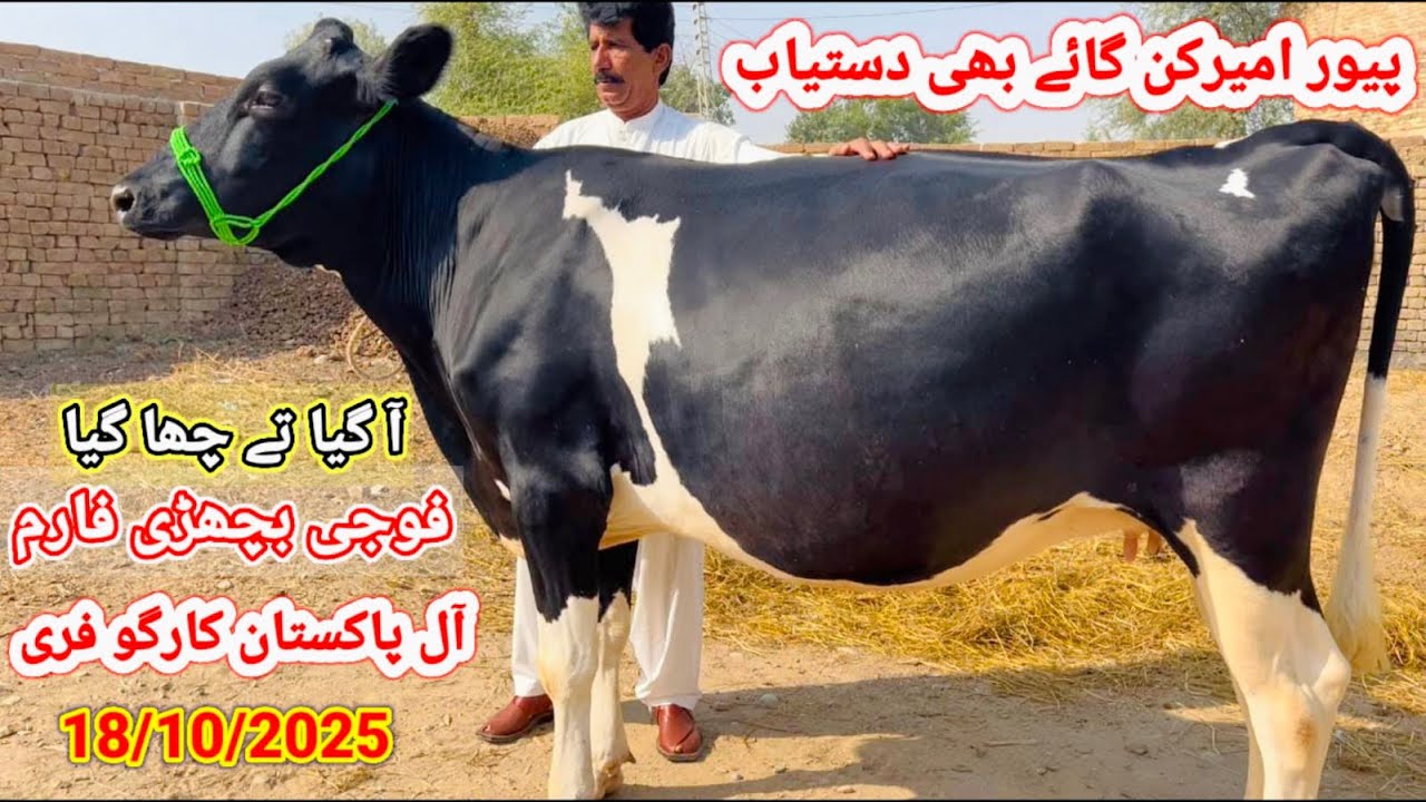5 پیور امپورٹڈ اسٹریلئین فریزن امیرکن گبن اور خالی بچھڑیوں کی فریش لاٹ فار سیل || فوجی فارم تونسہ