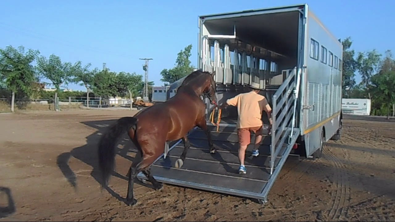 Comprar Cami&oacute;n Transporte de Caballos - VOLVO FHB3C