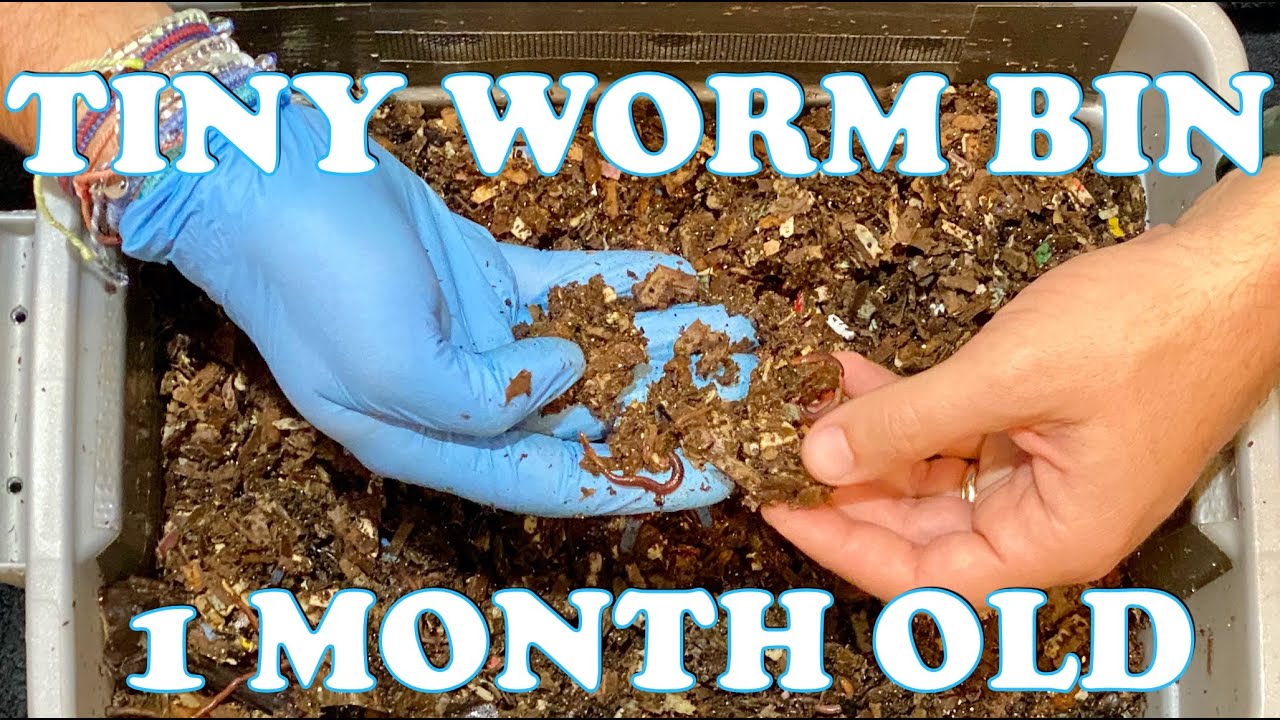 What Should A Worm Bin Look Like After 1 Month? Red Wiggler DIY Worm Bin | Vermicompost Worm Farm
