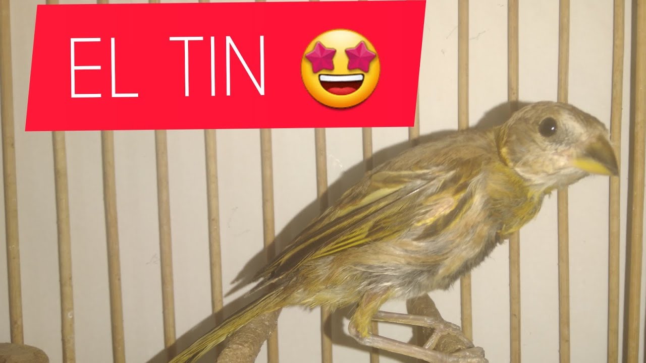 CANARIO VOLANDERITO EL TIN RETRUQUEANDO 😱 (sicalis flaveola)