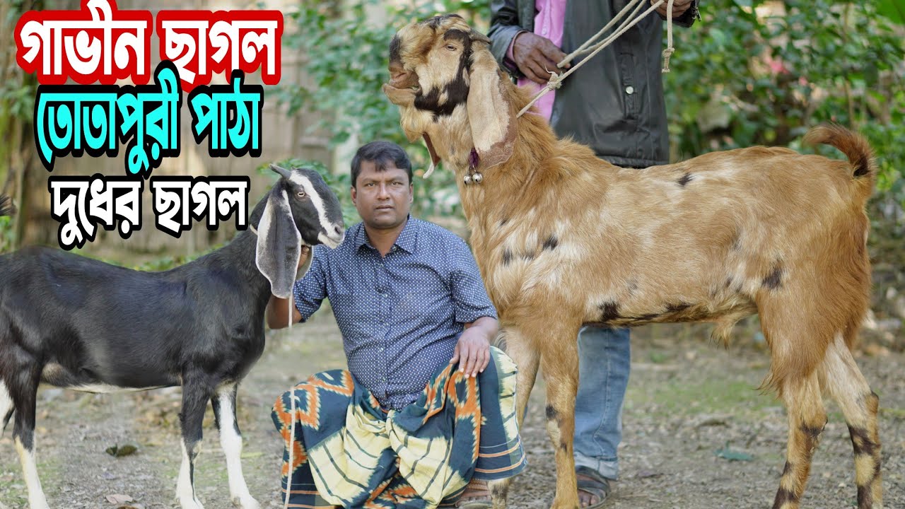 গাভীন ছাগল। তোতাপুরী পাঠা। অদাঁতের খামার উপযোগী ছাগল। তোতাপুরী পাঠা বাচ্চা। দুধের ছাগল। Goat Farming