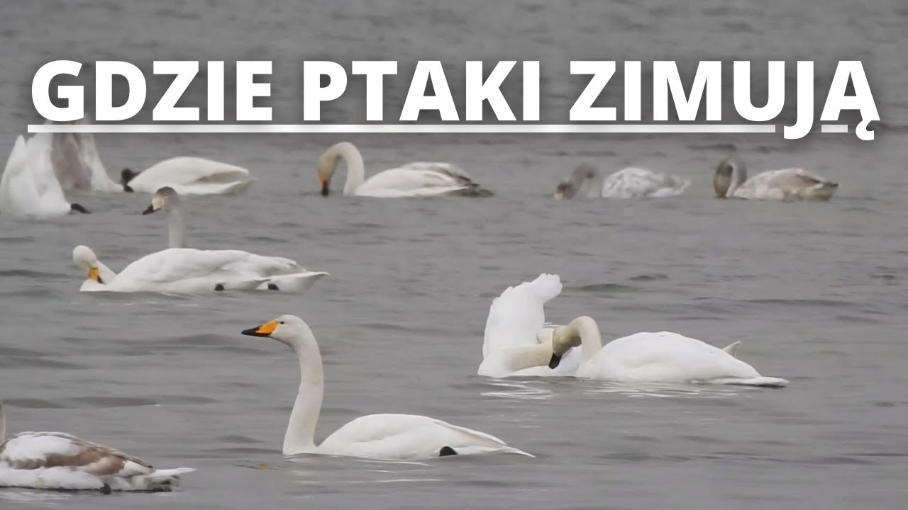 Tam gdzie ptaki zimują. Półwysep Helski.