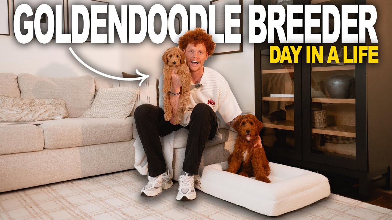 Goldendoodle Breeder “Day In The Life”