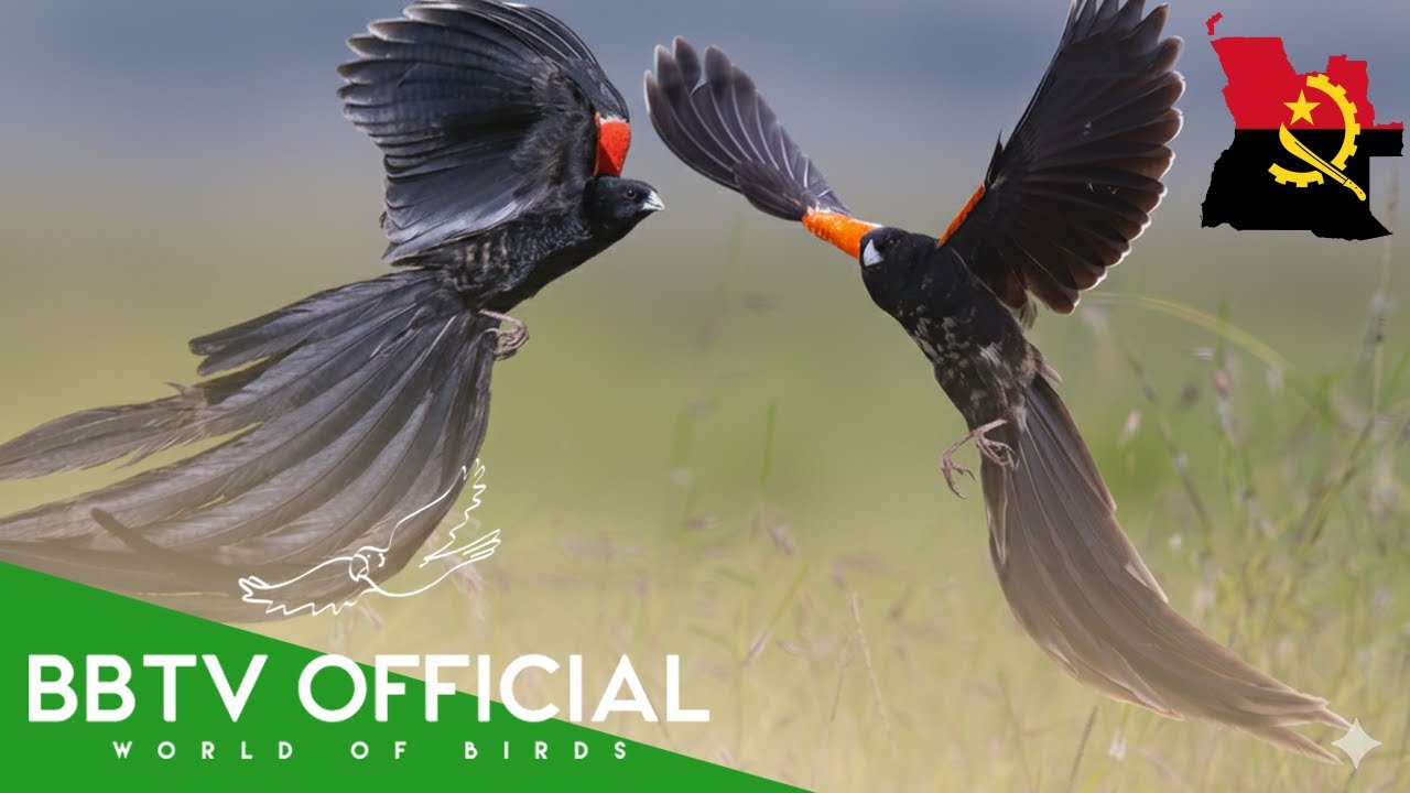 Birds Of Angola | Most Beautiful Birds Found in Angola You've Never Seen | BBTV Official