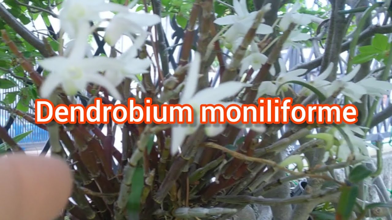 Dendrobium moniliforme🤗💖
