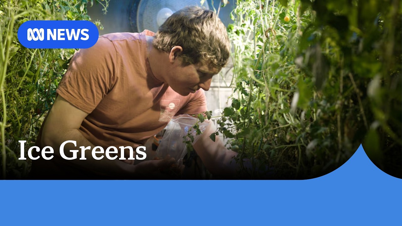 How Australian expeditioners grow fresh produce in Antarctica | ABC NEW