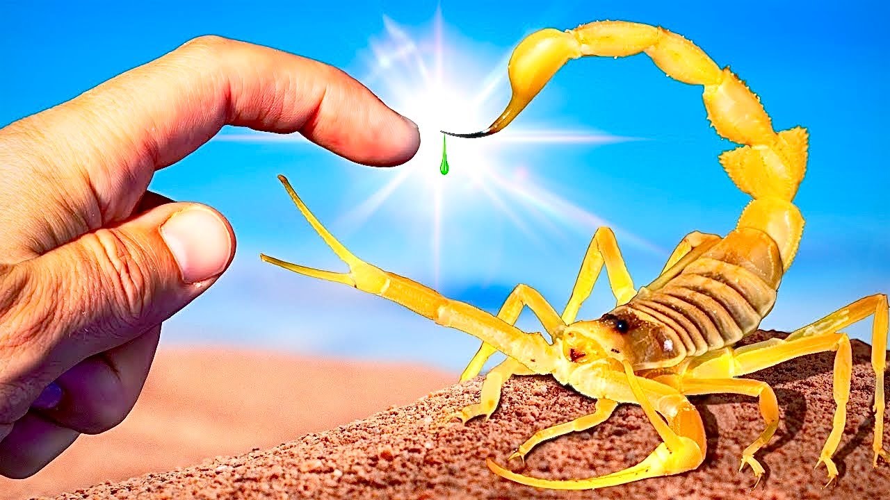 Deadliest Scorpion STING on Earth! (Arabian Deathstalker) 