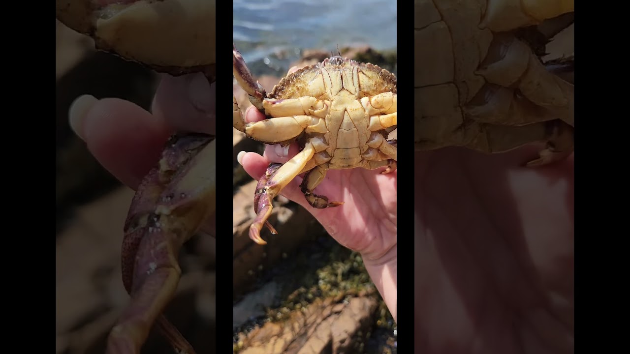 "🩷×Today I found a huge rock crab hiding underneath a huge stone! It's almost as big as my hand!×🩷"