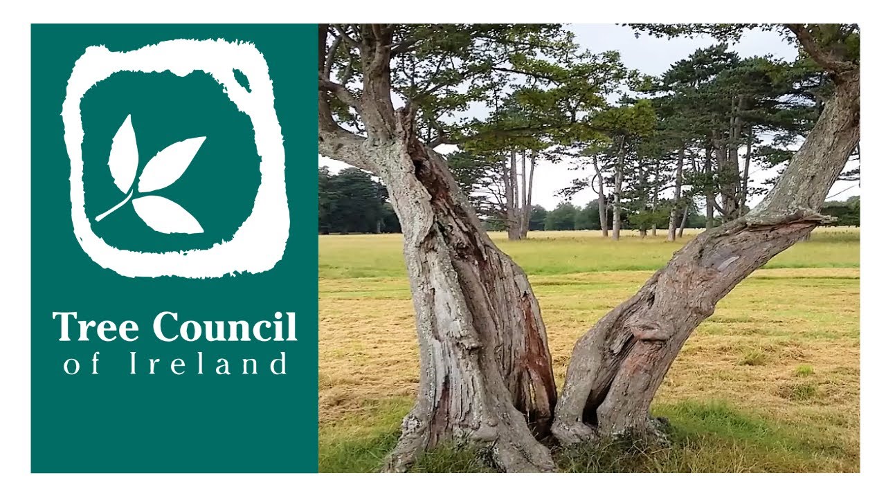 Veteran Trees and how we should take care of them (Tree Council of Ireland Webinar)