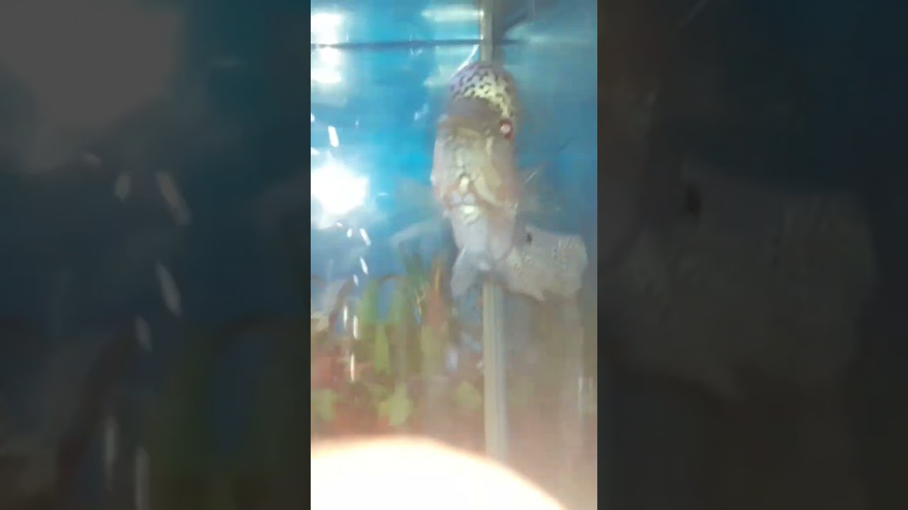 #fowerhorn#comfa#petslov3r