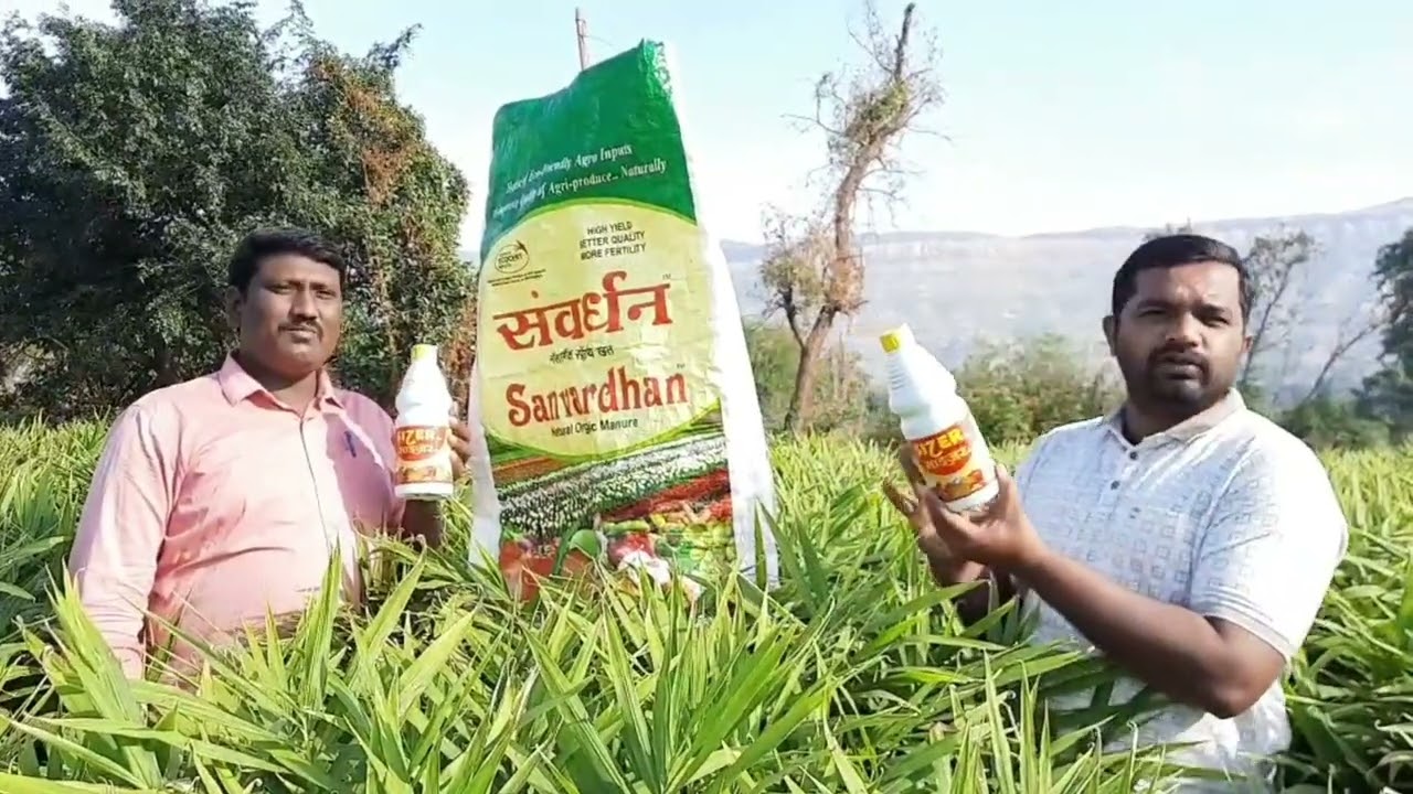 आले पिकांमध्ये Sizer या उत्पादनाचा result सांगताना प्रगतशील शेतकरी 