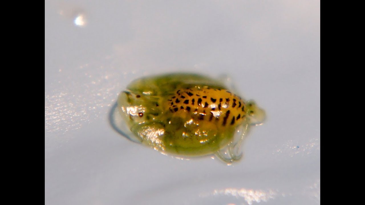 DISCOVERING ONE OF THE COMMON CAUSES OF FISH DISEASES AND DEATH