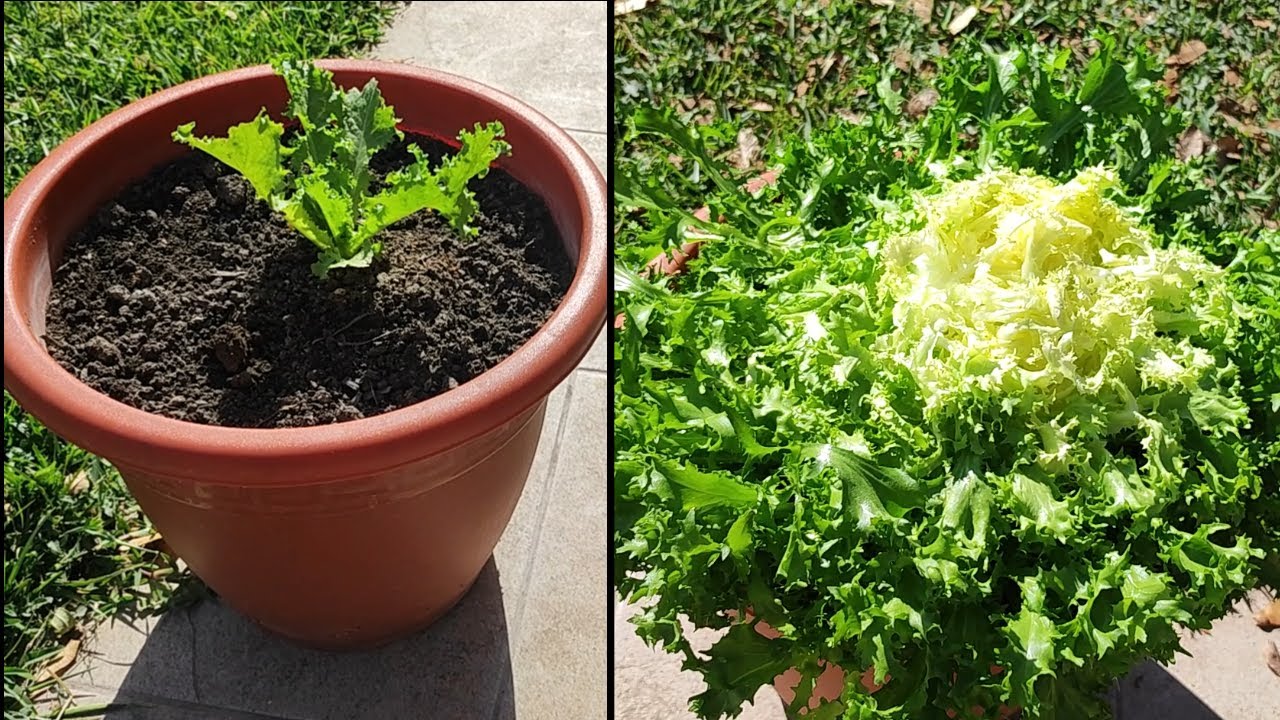 Cultivo de ESCAROLA en MACETA