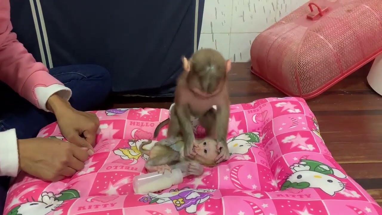 Cute Baby Monkeys Meet for the First Time 🐒💖 | Heart-Melting Moments