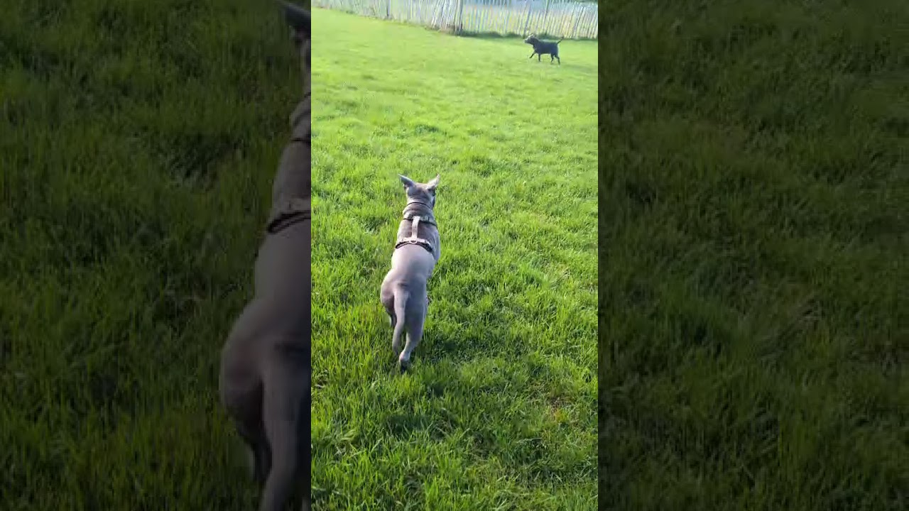 Staffy Oscar and Belle park life ❤️