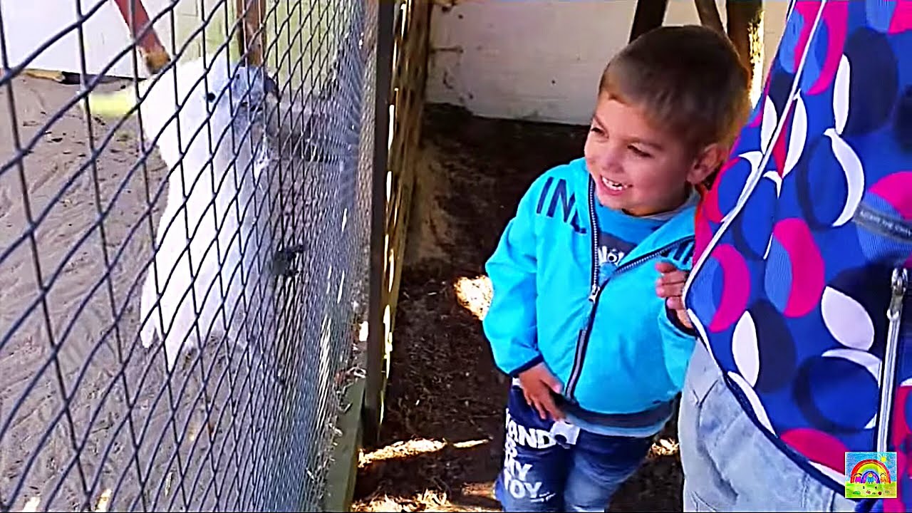 В Шоттене Фогельпарк  Schotten Fogelpark  Зоопарк  Германия  Germany  Deutschland