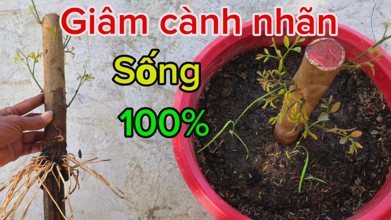 Cách giâm cành mới nhất ra rễ quá kinh khủng 