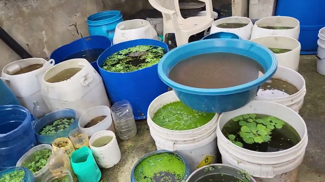 Miren este maldito video de mi criadero de betta y hagan que coja 10k visitas