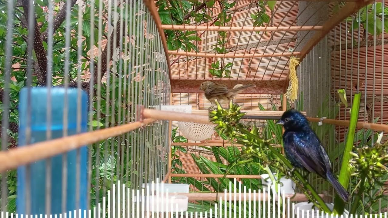PIADO DE FÊMEA DE TIZIU FIT SEU TIZIU VAI CANTAR NA HORA TIZIU CANTANDO PIADO DE FÊMEA DE TIZIU FIT