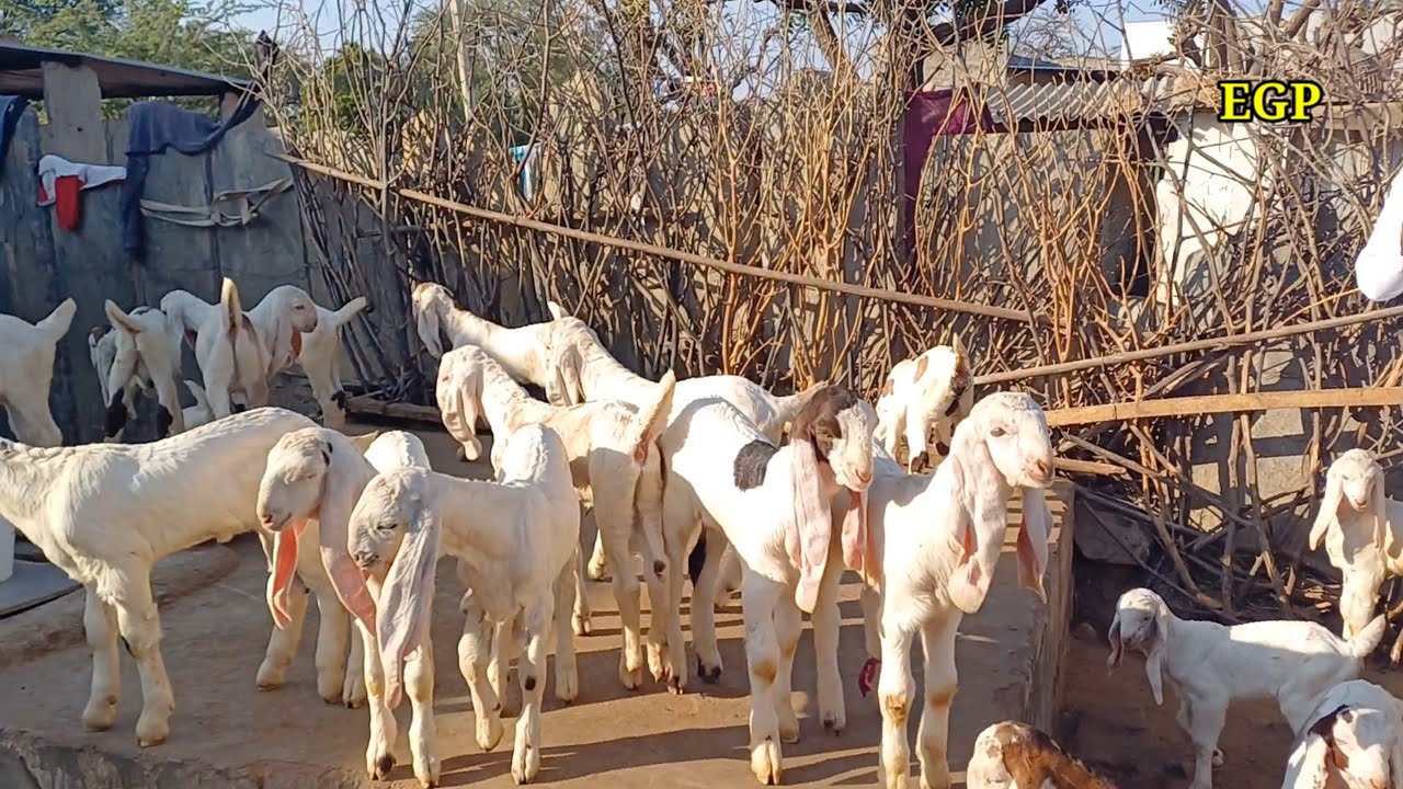 इतने गुलाबी बच्चे सोजत बकरी ओर बकरे एक साथ  |