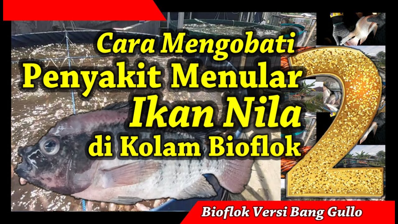 Cara Mengobati Ikan Nila Terkena Penyakit Menular di Kolam Bioflok | Video Part 02