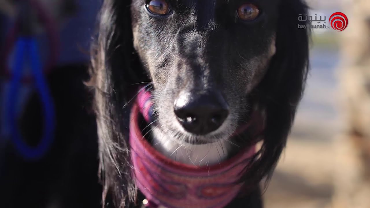 Arabian Saluki Beauty Contest 2020