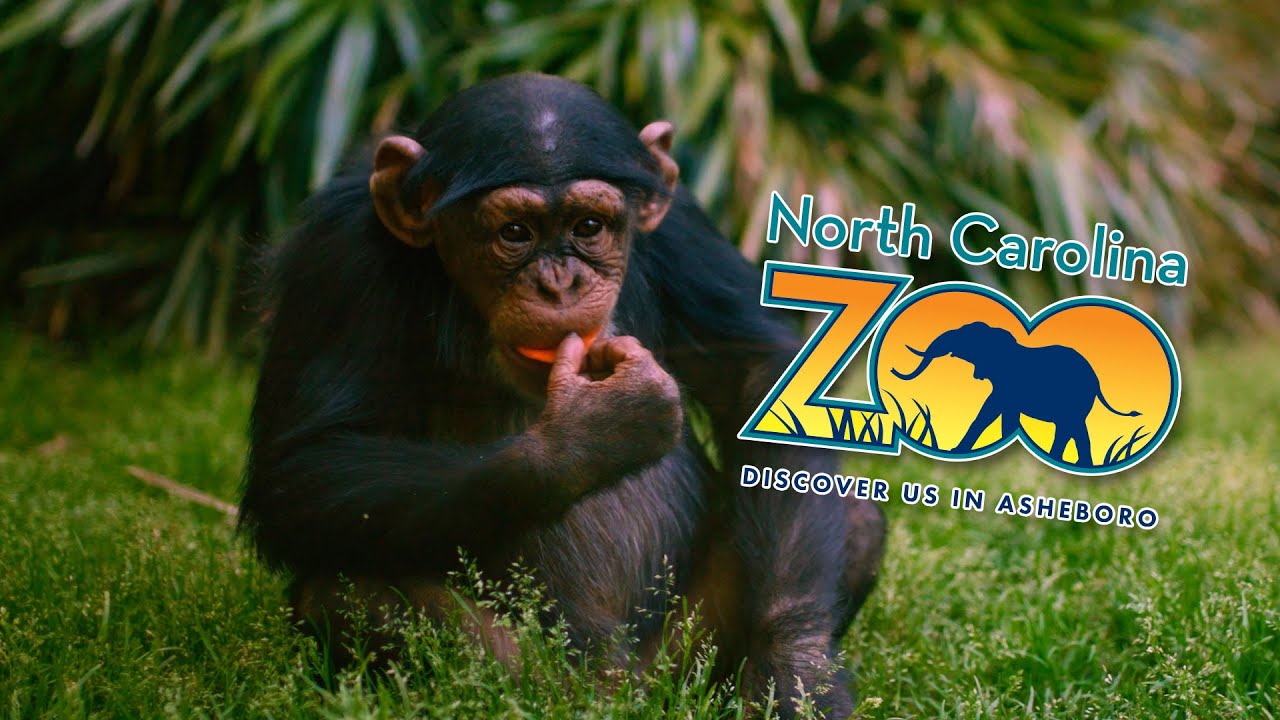 The Wild and Wonderful North Carolina Zoo