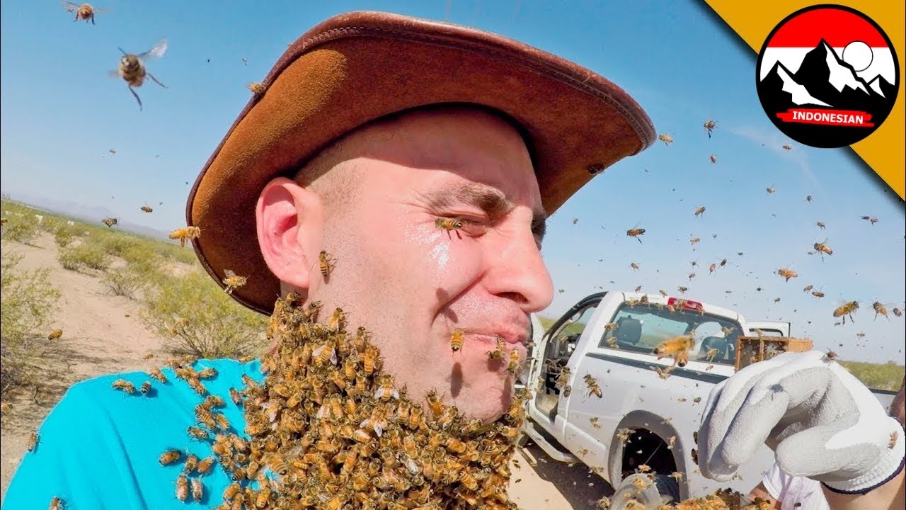🤯 Gerombolan Lebah Mengamuk! Eksperimen Gila | Brave Wilderness Indonesian