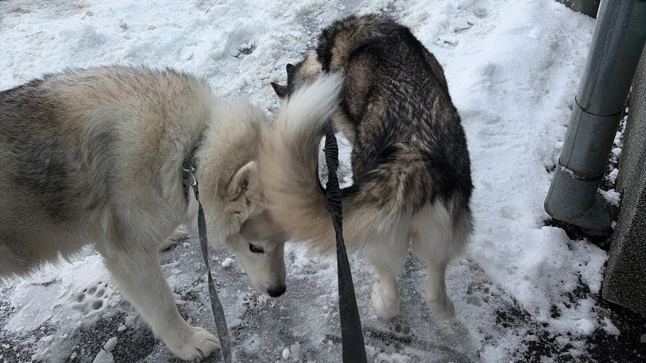 live husky afternoon