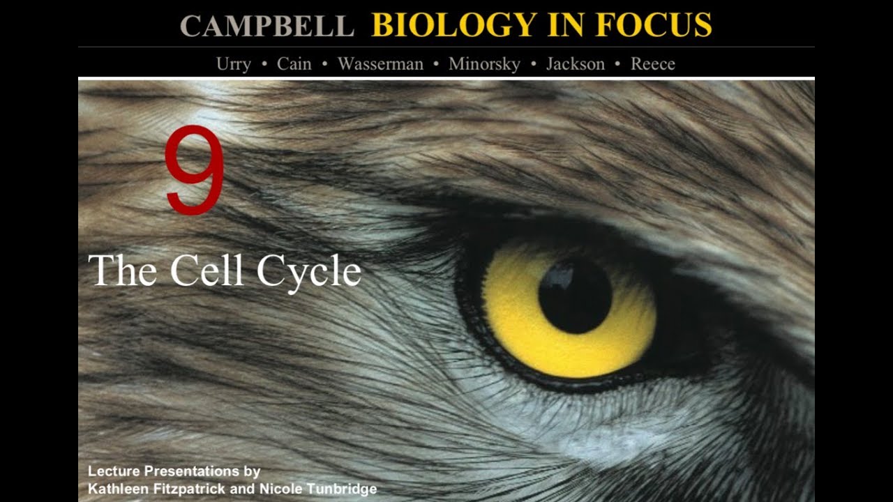 Biology in Focus Chapter 9: The Cell Cycle