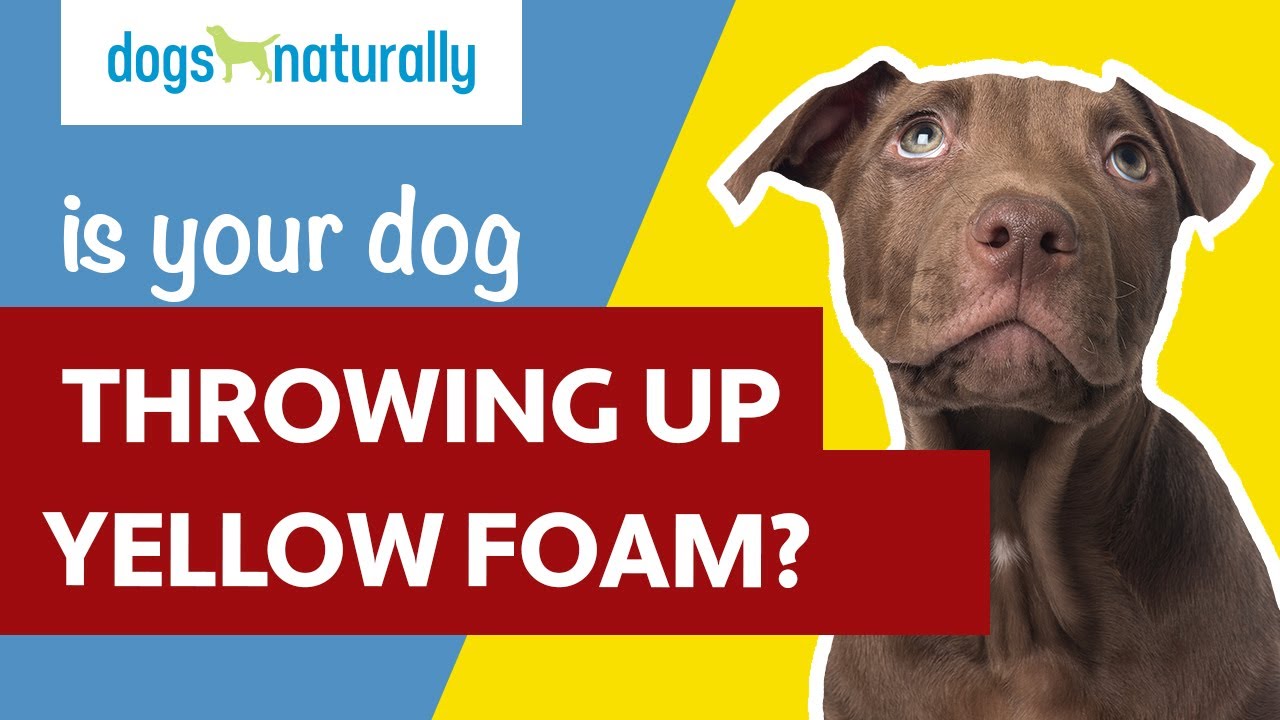 Is Your Dog Vomiting Yellow Foam?
