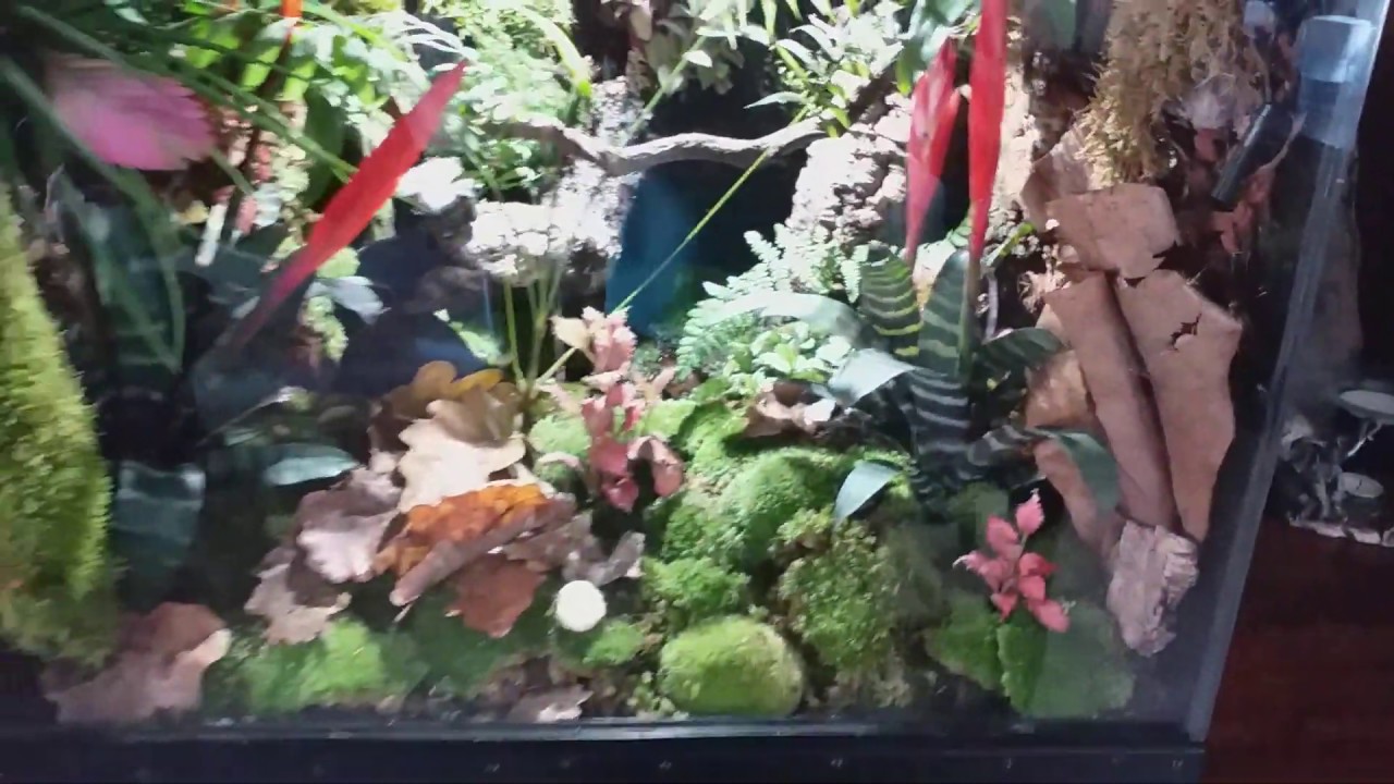 MON TERRARIUM DENDROBATES EXPLICATION TECHNIQUE