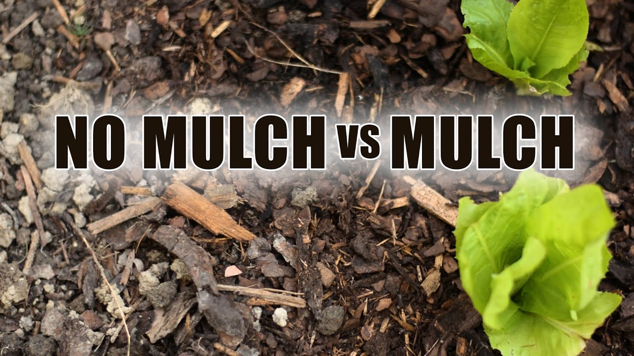 Why Mulching Vegetable Garden Is So IMPORTANT...